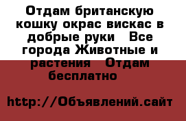 Отдам британскую кошку окрас вискас в добрые руки - Все города Животные и растения » Отдам бесплатно   